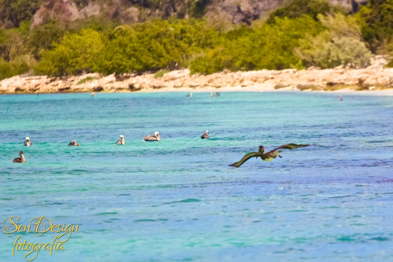 BahiaAguilas 185