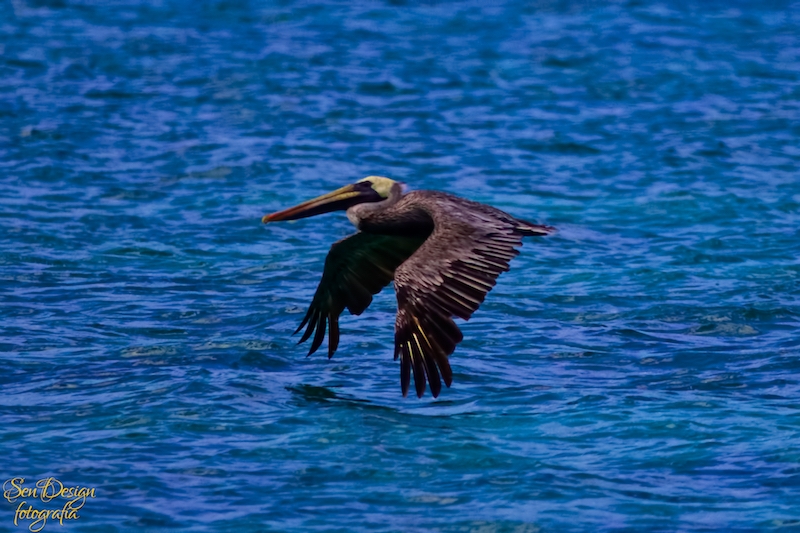 BahiaAguilas 188