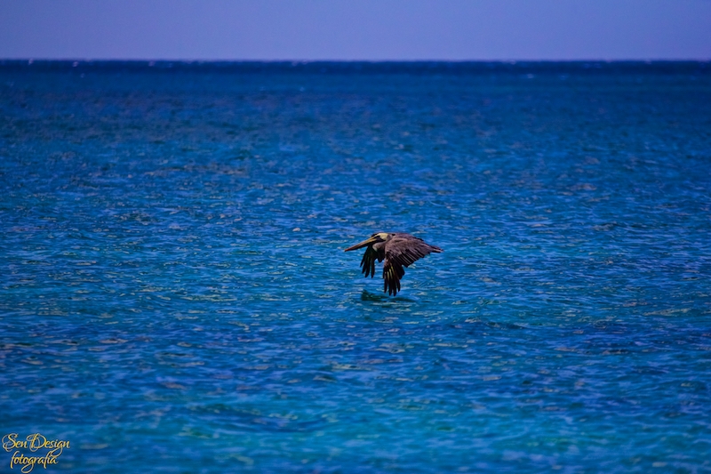 BahiaAguilas 189