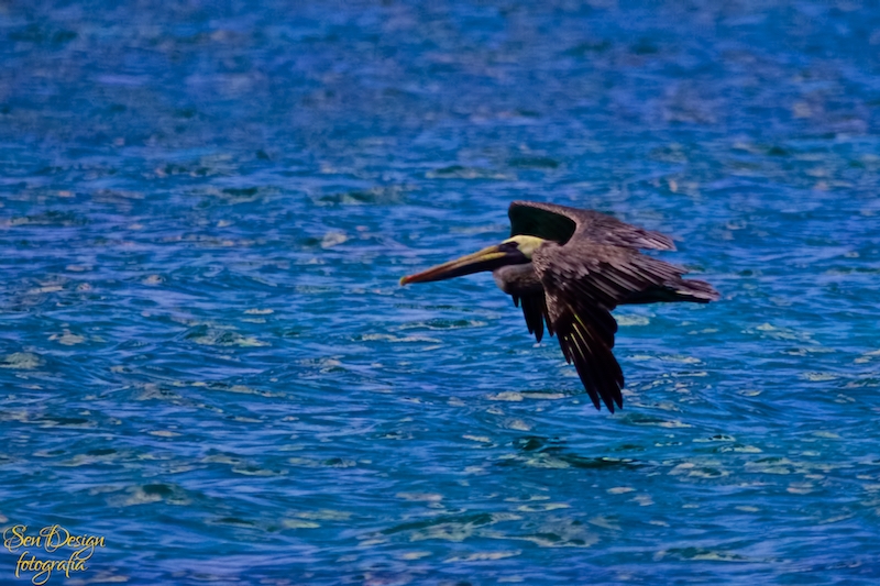 BahiaAguilas 190