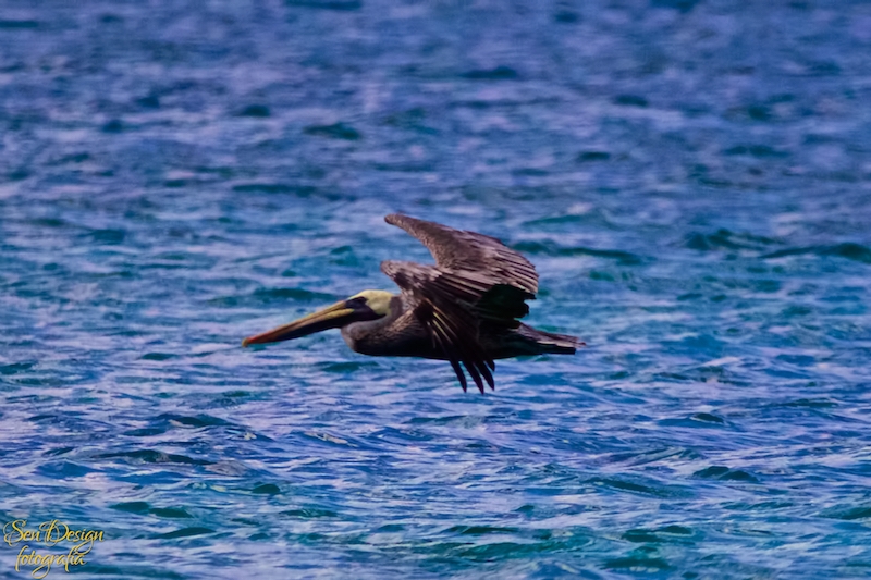 BahiaAguilas 192