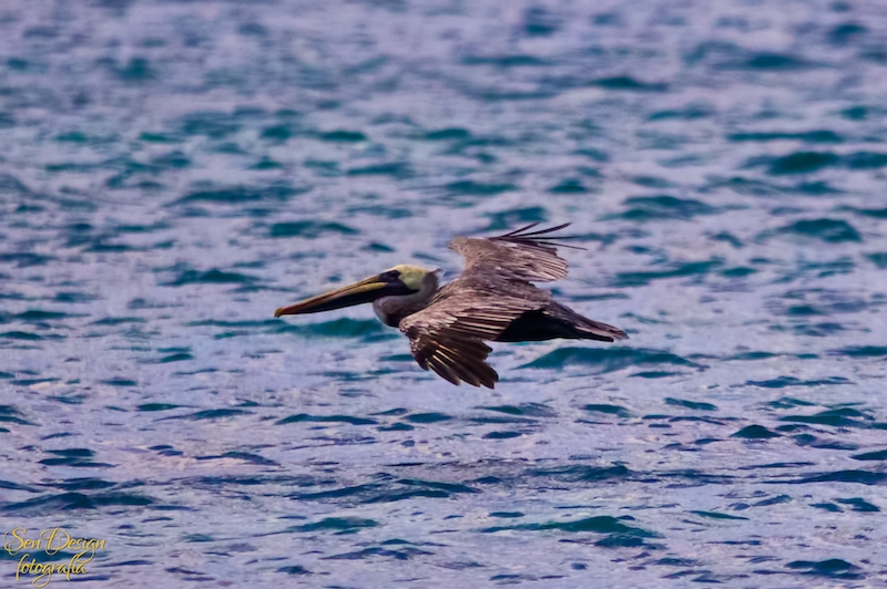 BahiaAguilas 193