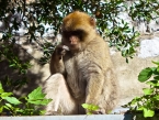 fauna-urbana-gibraltar-003