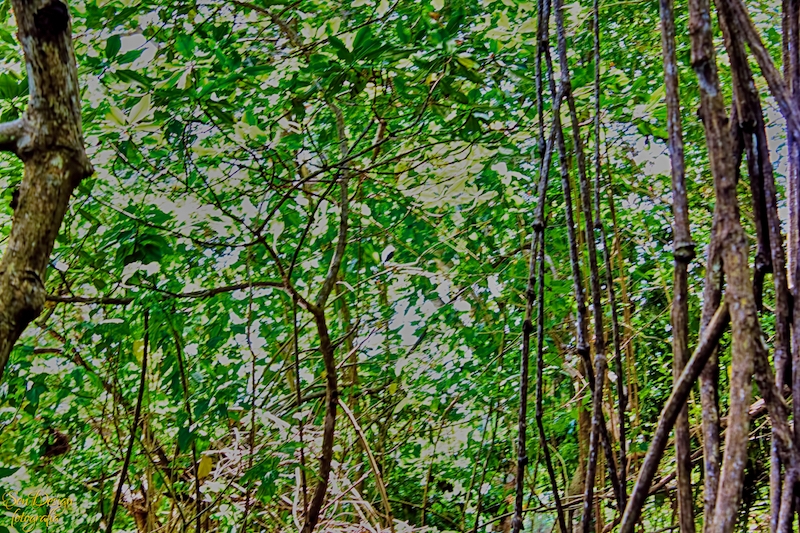 manglares54