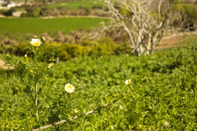 vejer-66