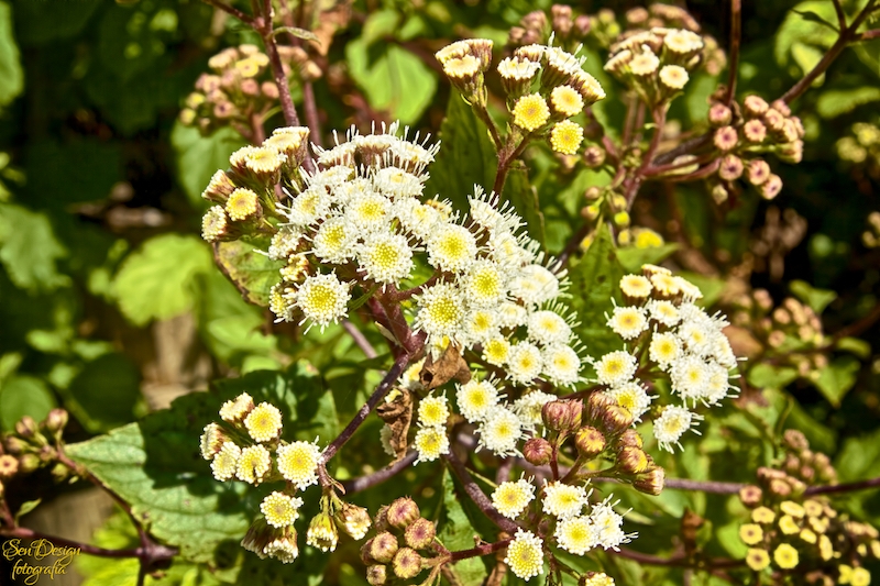 vejer-88